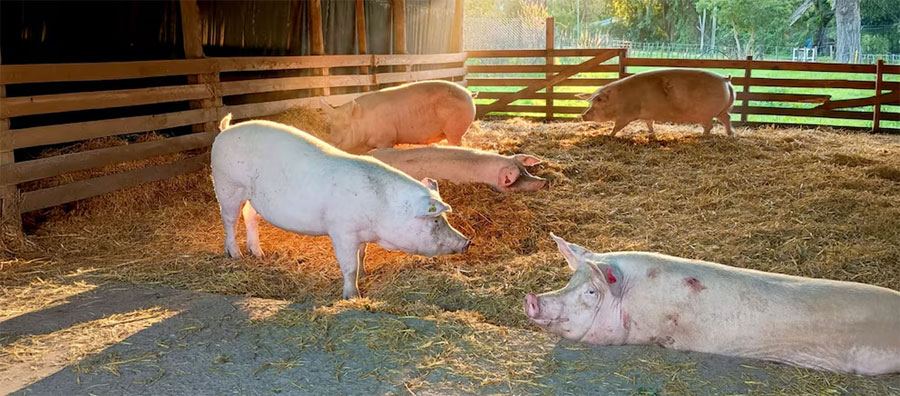 Nació el primer cerdo modificado genéticamente en Argentina para trasplantes de órganos humanos