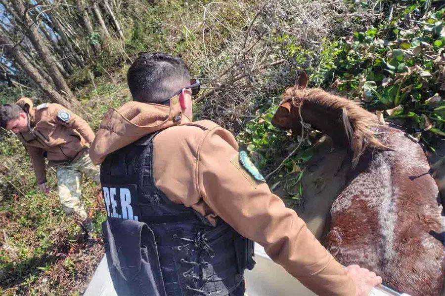 Rescataron a una yegua preñada que se agotaba mientras intentaba cruzar un arroyo