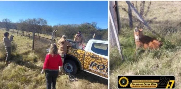 Rescataron un aguará guazú hallado en un terreno baldío de Gualeguay