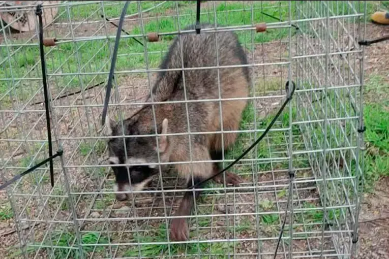 Rescataron un aguará popé en Pueblo Brugo: por qué es llamado mapache cangrejero