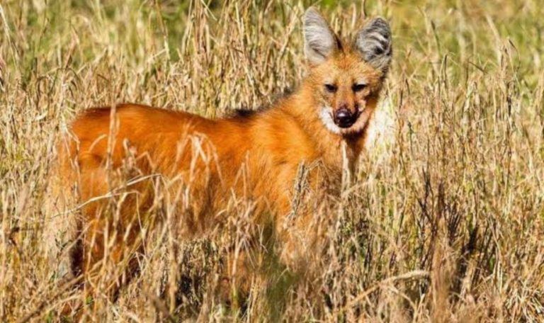 Rescataron un ejemplar de aguará guazú en Gualeguay