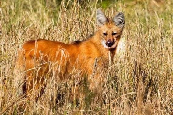 Rescataron un ejemplar de aguará guazú en Gualeguay