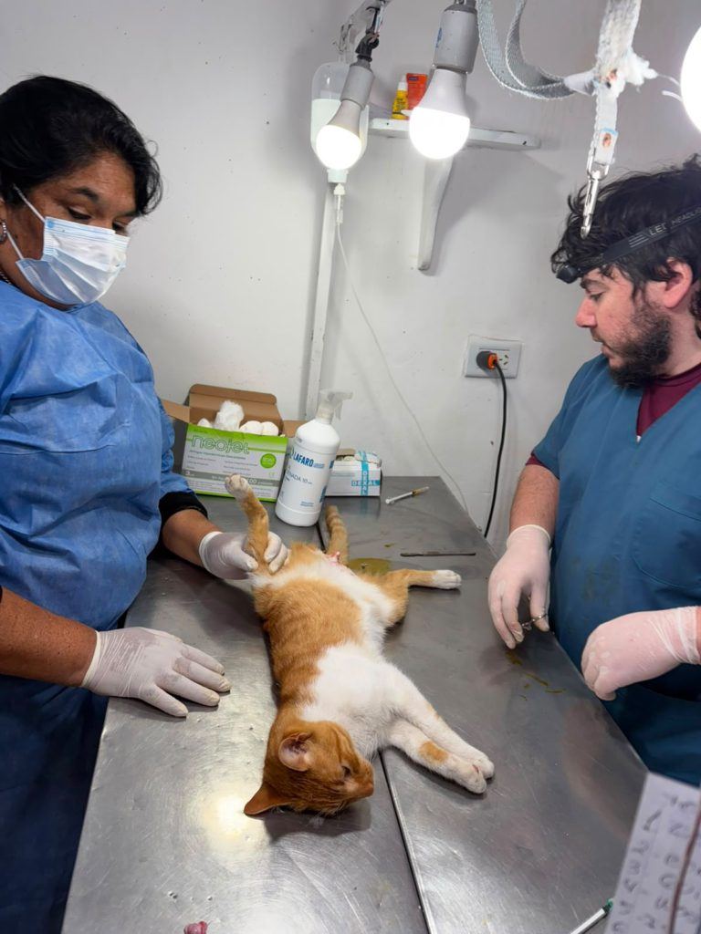 Sanidad Animal: el Castramóvil continuará en el barrio Matadero