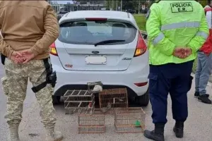 Tráfico de aves silvestres: frustraron el contrabando de cardenales en el Túnel Subfluvial