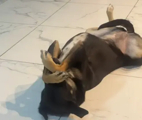 Un perro vivió el gol de Egipto como un hincha más