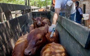 Vacunación antiaftosa 2026 en Entre Ríos: alerta por terneras sin protección
