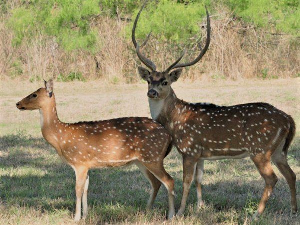 Alerta en Entre Ríos: un ciervo exótico de la India invadió los 17 departamentos de la provincia