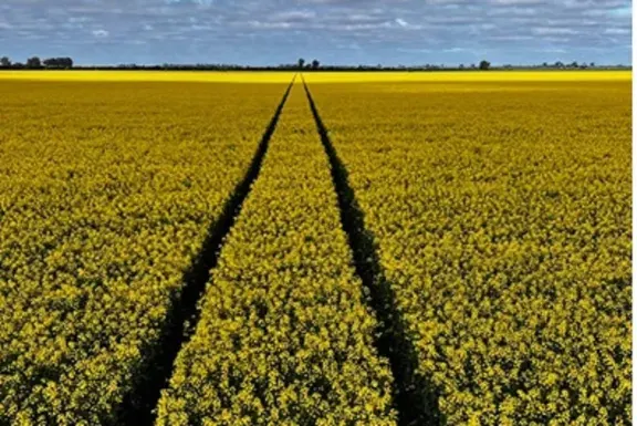 Brassicáceas: la colza domina una siembra de 51.000 hectáreas en plena floración