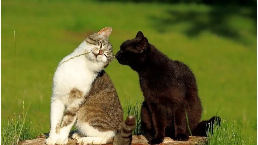 Buscan voluntarios para cuidar gatos en una isla griega a cambio de alojamiento durante 2027