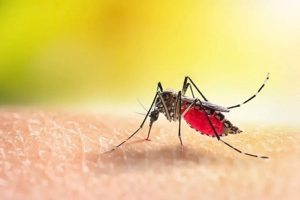 Dengue: recomiendan poner mucho foco en la prevención para evitar otro brote
