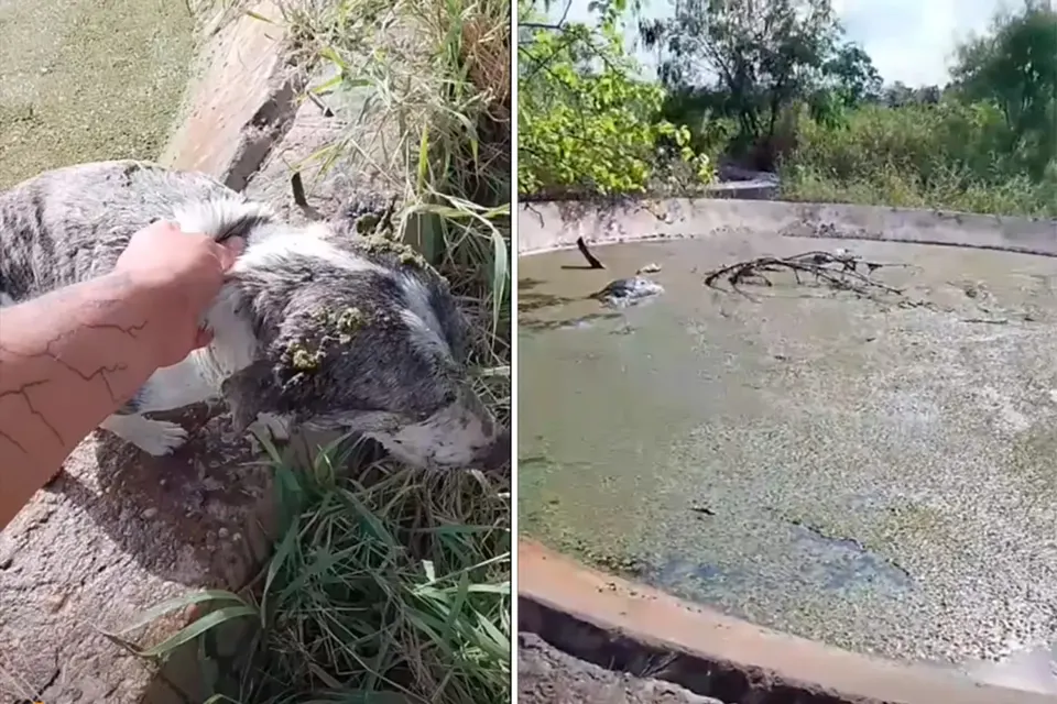 Denuncia que arrojan perros a los piletones de la ex aceitera en Paraná