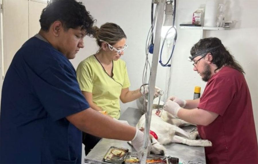 El Castramóvil continúa en Villa Itapé y se intensifican los operativos de Sanidad Animal en Las Mandarinas