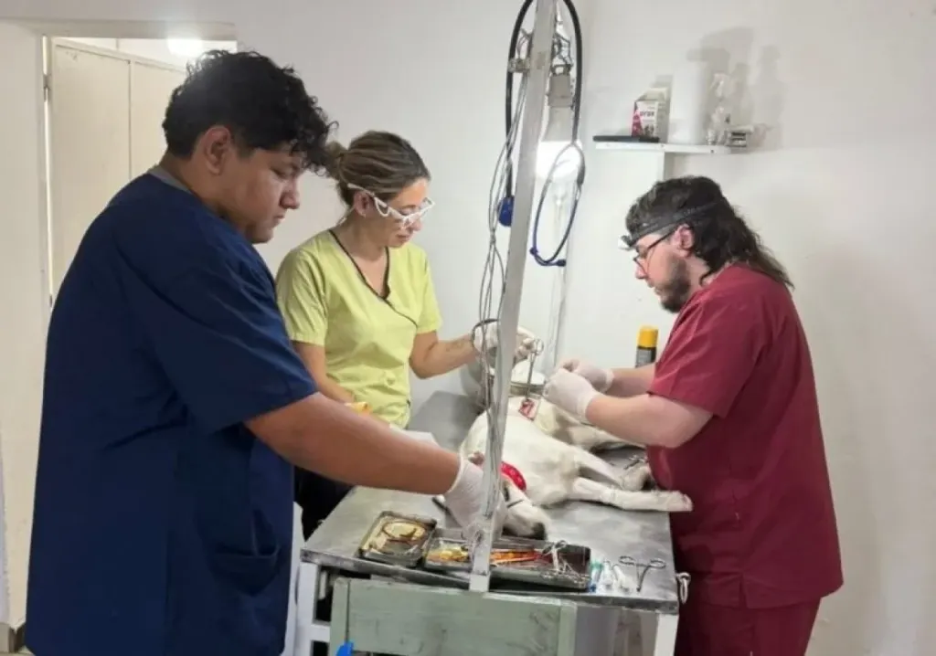 El Castramóvil continúa en Villa Itapé y se intensifican los operativos de Sanidad Animal en Las Mandarinas