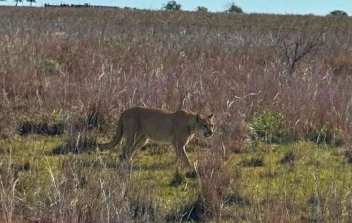 En Colonia Libertad, la presencia de un puma pone en alerta a los vecinos
