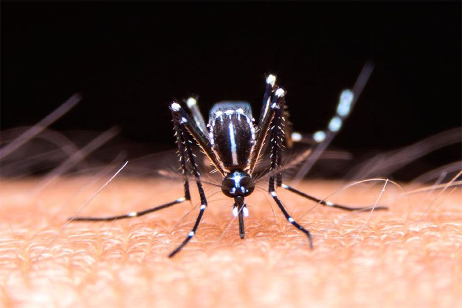 Especialistas recomiendan poner mucho foco en la prevención para evitar otro brote del dengue