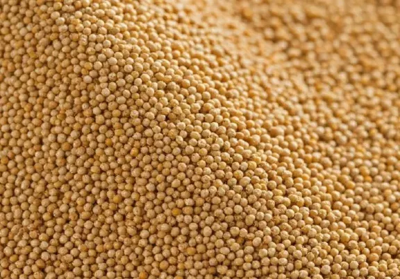 Estiman que la siembra de sorgo caerá casi un 50 por ciento