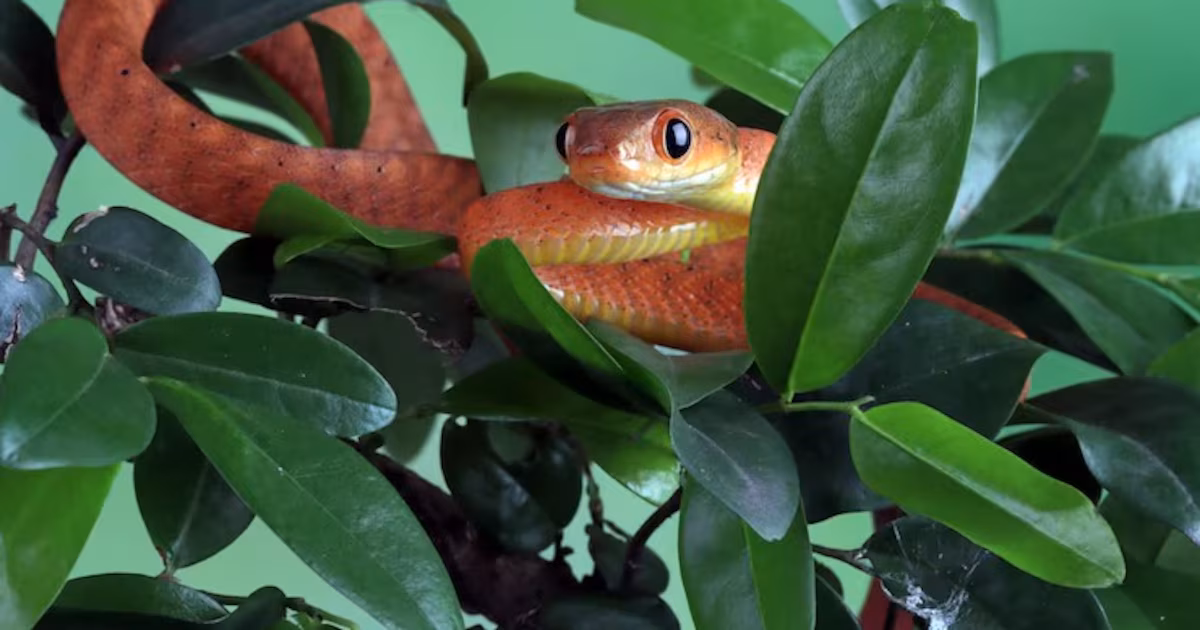 Guam paga el costo de una serpiente que borró sus aves
