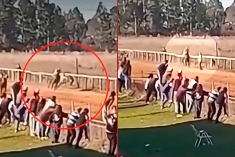 Hombre fue atropellado por un caballo mientras festejaba el triunfo de su equino: video