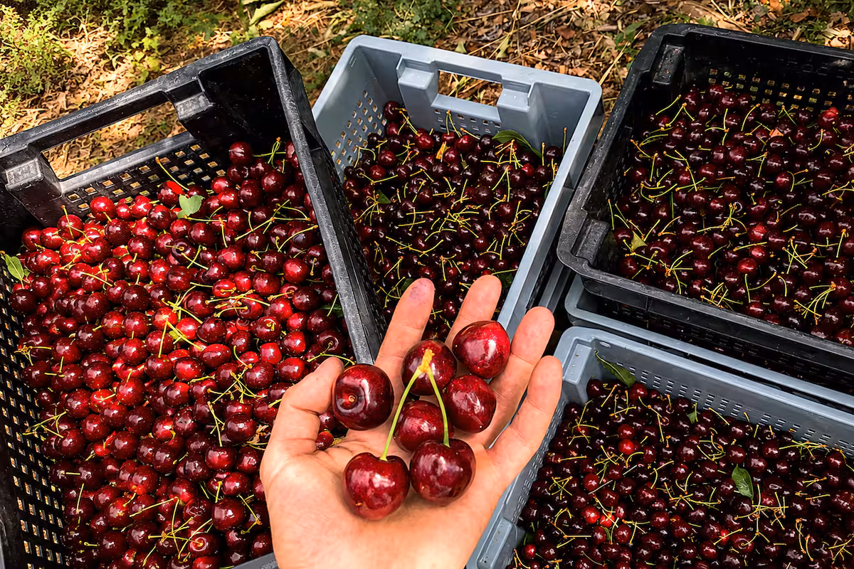 Los Antiguos hará la primera exportación de cerezas con DO