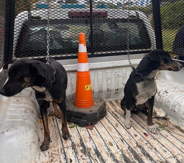 Maltrato animal: intervenciones casi todos los meses durante 2026