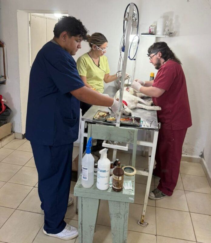 Más de 100 atenciones veterinarias en una semana: el Castramóvil continúa recorriendo los barrios