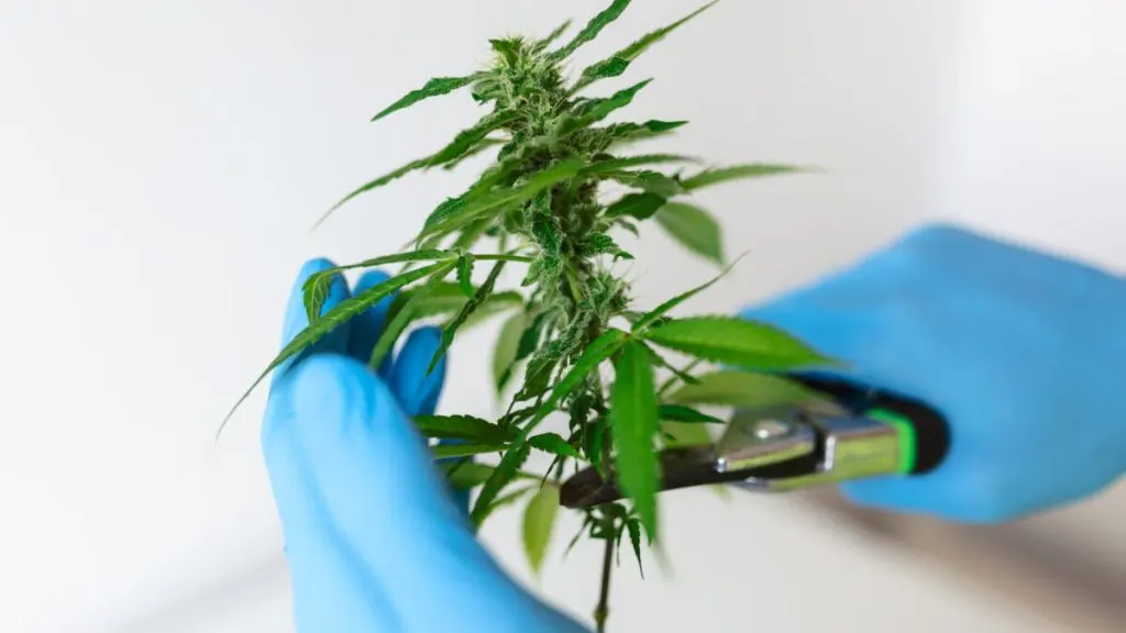 Organizan charla «¿Quiénes hablan de cannabis?»