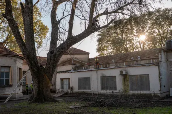 Podaron tres árboles del Hospital Centenario por el riesgo de caída