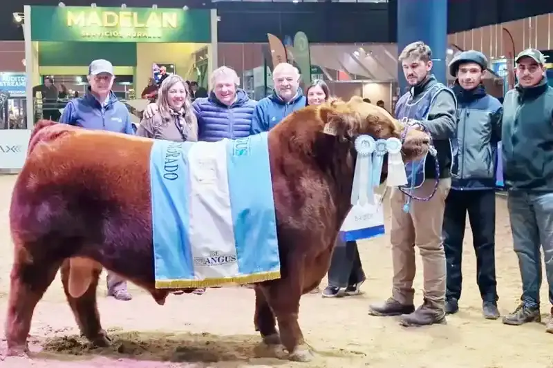 Se vendió el 50% de un toro Angus por un precio récord de $300 millones
