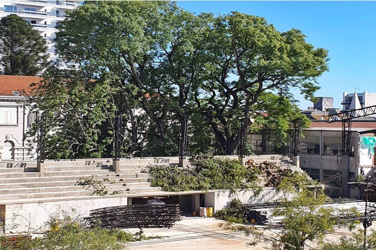 Se vino abajo un histórico árbol de una escuela secundaria concordiense