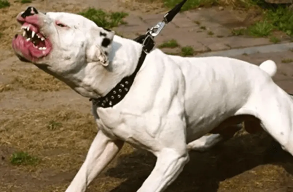 Un niño fue atacado por un Dogo y está en terapia intensiva
