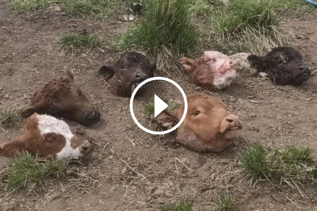 Abigeato en Olavarría: un productor dejó el campo tras perder 34 animales