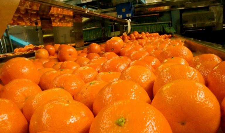Abrió el registro para la exportación de cítricos en la campaña 2026-2027: México podría sumarse como destino