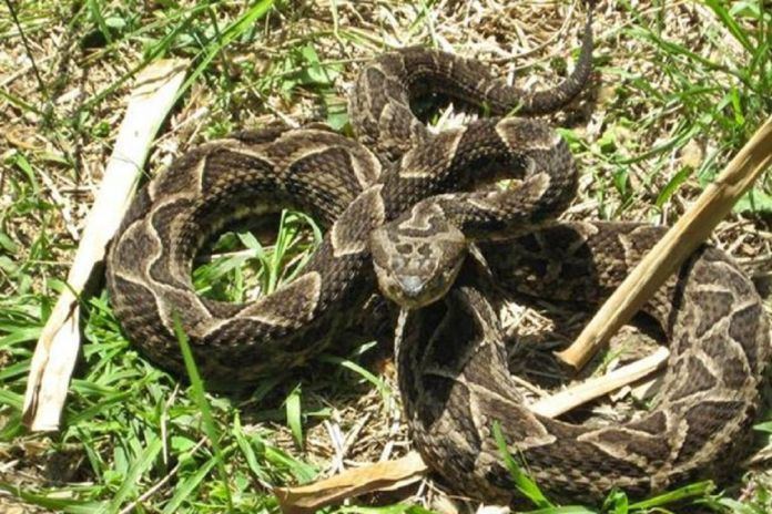 Adolescente está grave tras ser picado por una víbora en el campo