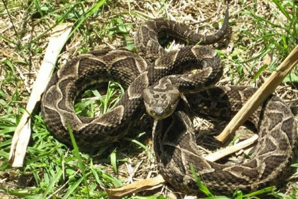 Adolescente está grave tras ser picado por una víbora en el campo