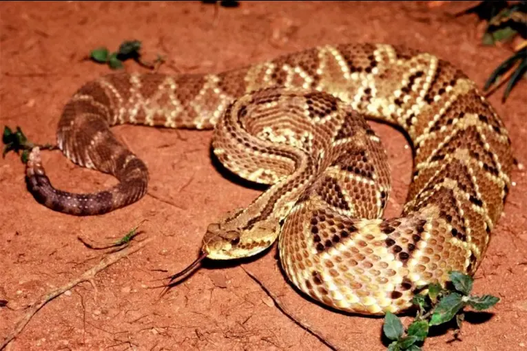 Adolescente fue mordido por serpiente cascabel mientras arreaba ganado por la creciente: está grave