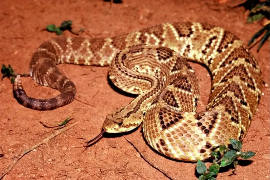 Adolescente fue mordido por una serpiente cascabel y ahora lucha por su vida
