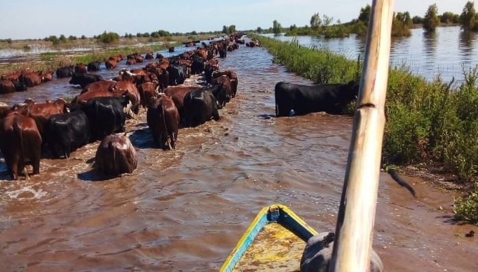 Advierten que “hay 30 días o menos” para salvar 30.000 cabezas en las islas del Paraná