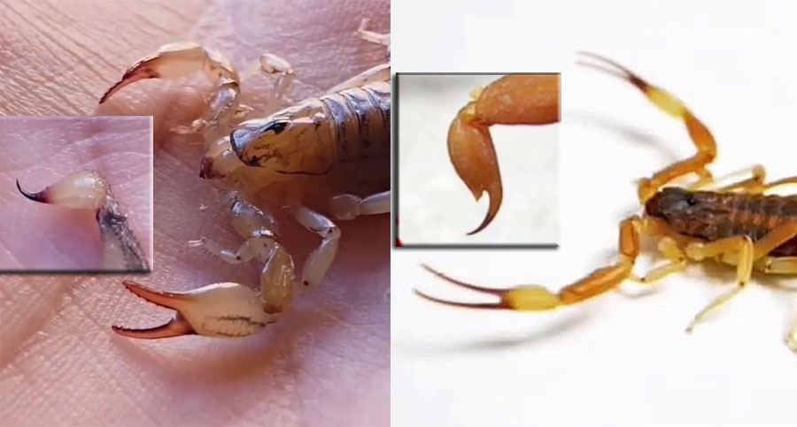 Alacranes: Cuándo aparecen y qué debemos saber