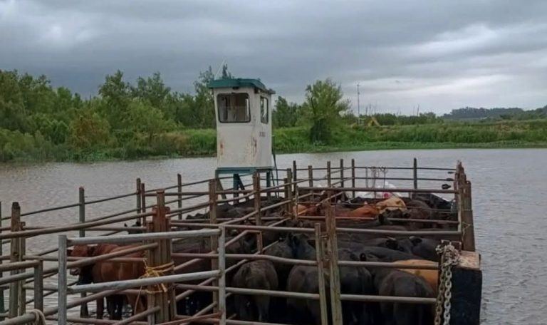 Alarma entre los productores del Litoral por la crecida de los ríos Uruguay y Paraná