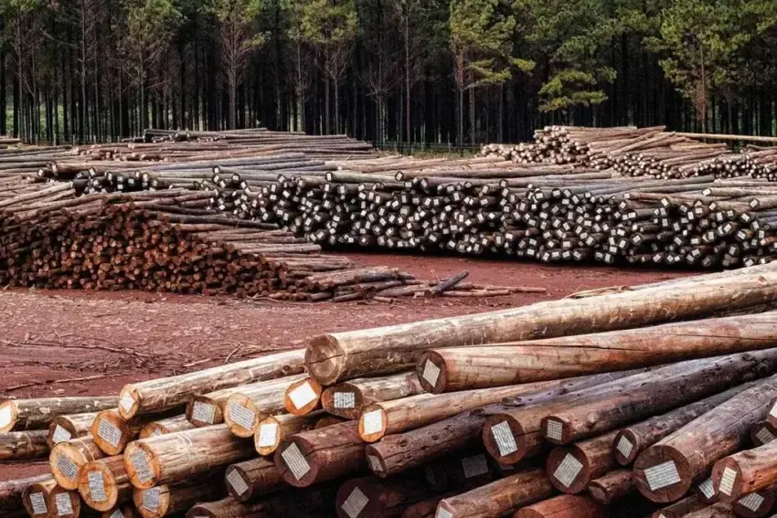 Alerta en el sector forestal: Pymes luchan por no cerrar ante la caída de ventas y el impacto del clima