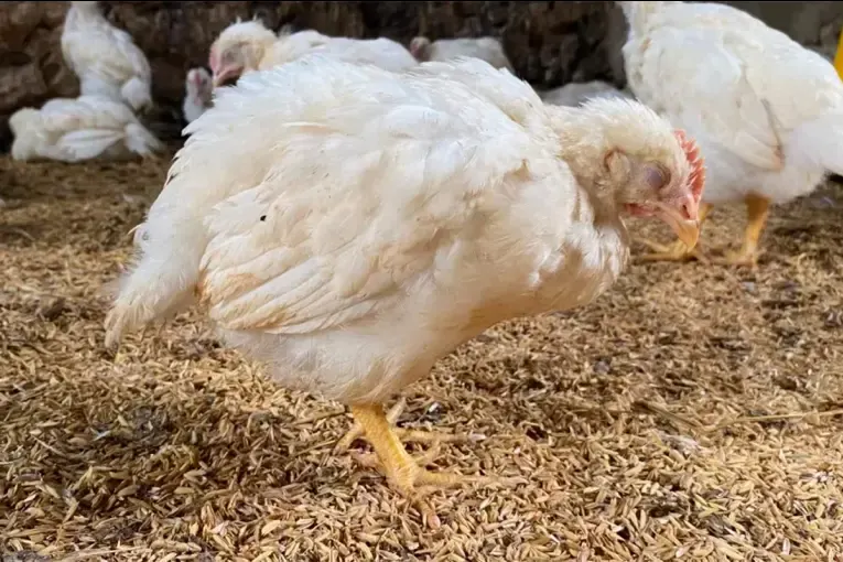 Alerta sanitaria en el sector avícola: Brasil confirmó un brote de Newcastle en una granja cercana a Misiones