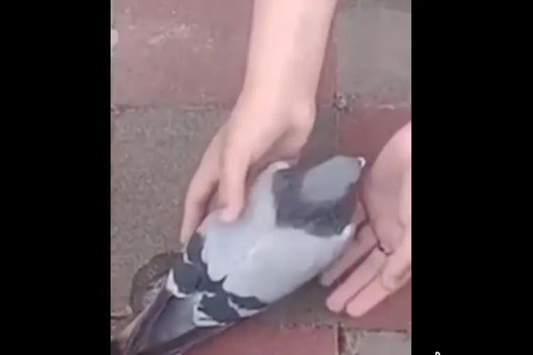 Allanaron una vivienda en Concordia tras la aparición de aves muertas