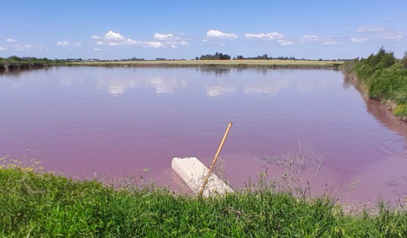Analizan el fenómeno de coloración en el arroyo Espinillo y refuerzan vigilancia ambiental: “Un proceso biológico natural…”