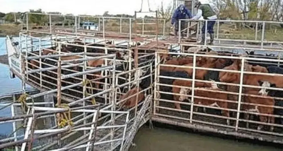 Ante la posible creciente del Río Paraná, los ganaderos comenzaron a retirar animales de las islas