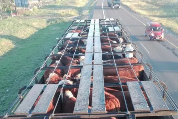 Ante la posible creciente del Río Paraná, los ganaderos retiran animales de las islas