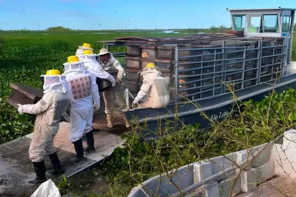 Apicultores evacúan miles de abejas por la creciente del Paraná y prevén fuertes pérdidas