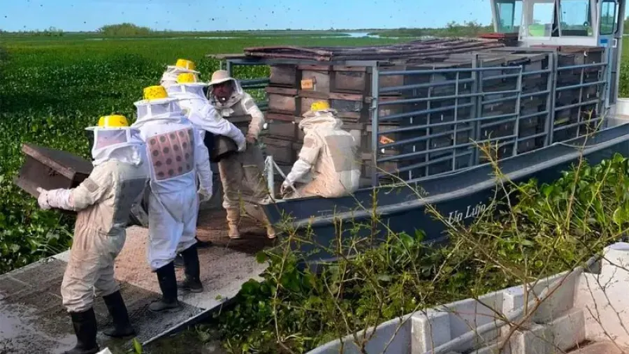 Apicultores evacúan miles de abejas por la creciente del Paraná y prevén fuertes pérdidas
