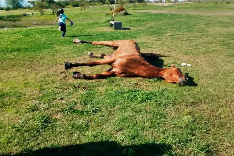 Aplicaron la eutanasia a un caballo con tétanos en Concepción del Uruguay