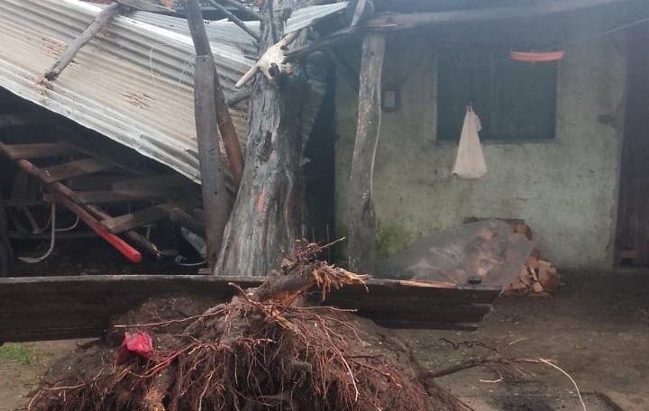 Árbol cayó sobre un galpón, tras la fuerza de la tormenta de este miércoles