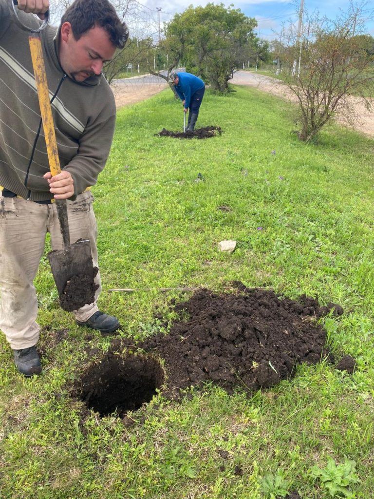 Arbolado urbano: comienza a plantarse en calle San Martín y en Avenida Tavella